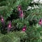 50ct. Mini Christmas String Lights with Black Wire